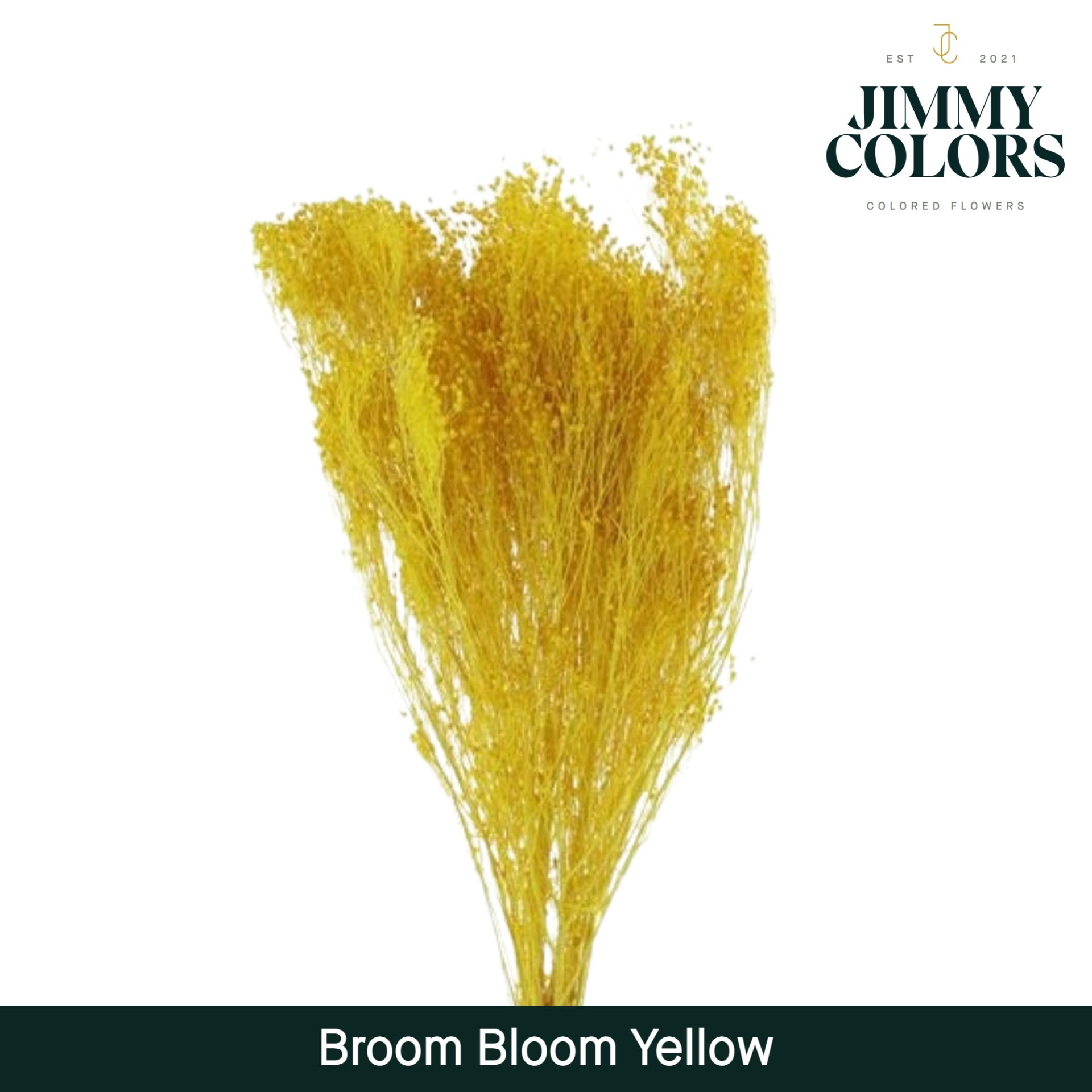 Broom Bloom Yellow