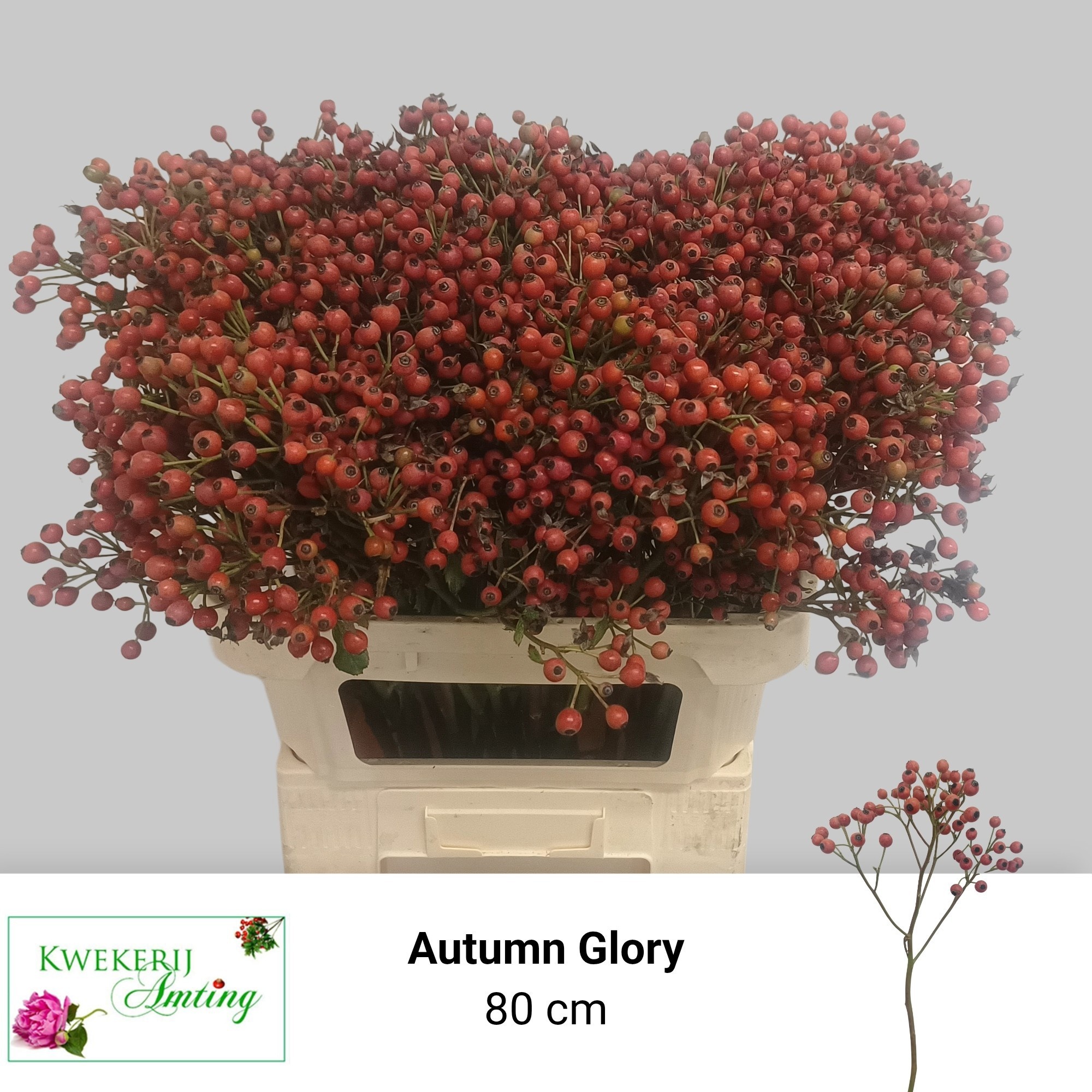 Rosa Mag Autum Glory 80cm