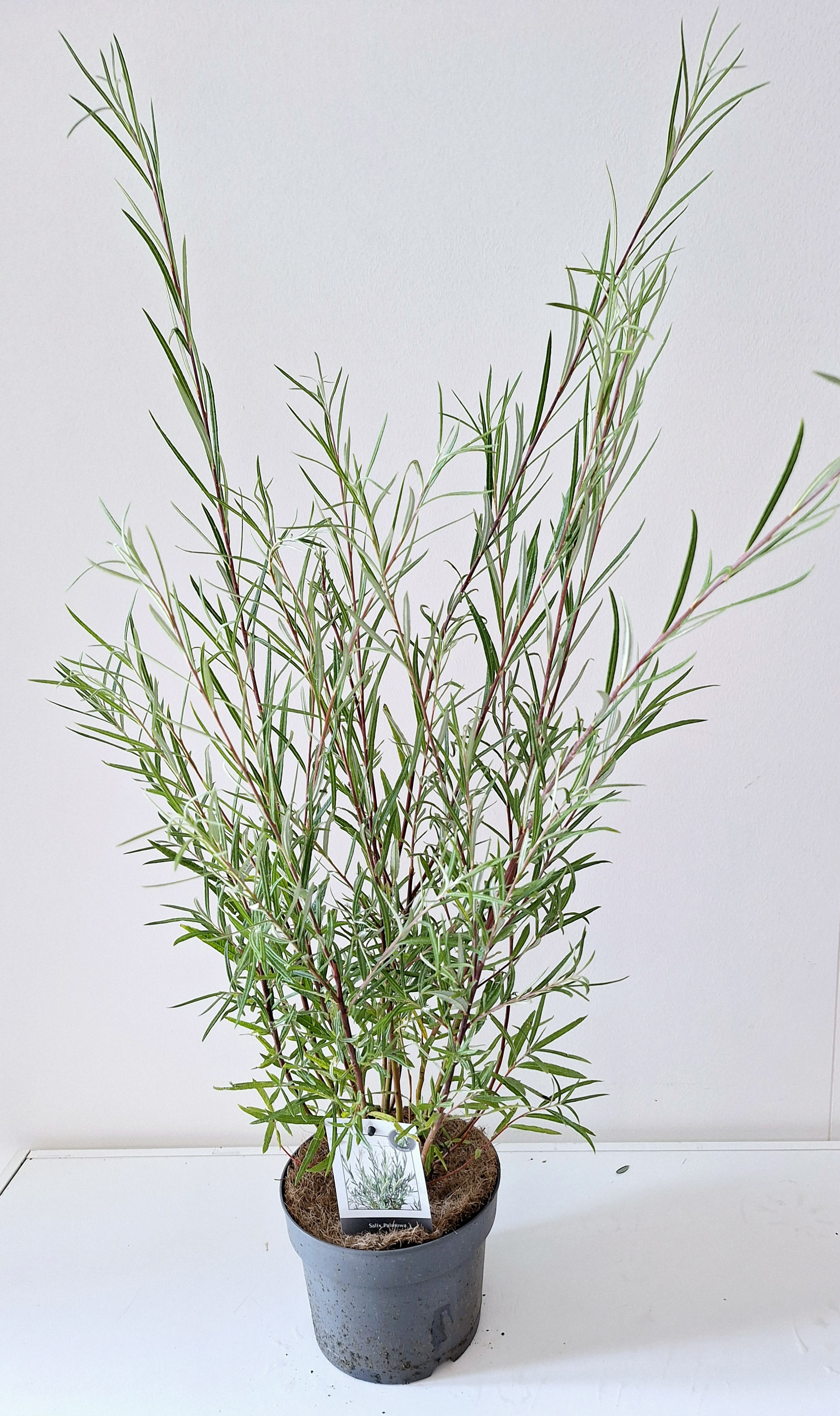 Picture of Salix Palmova p17