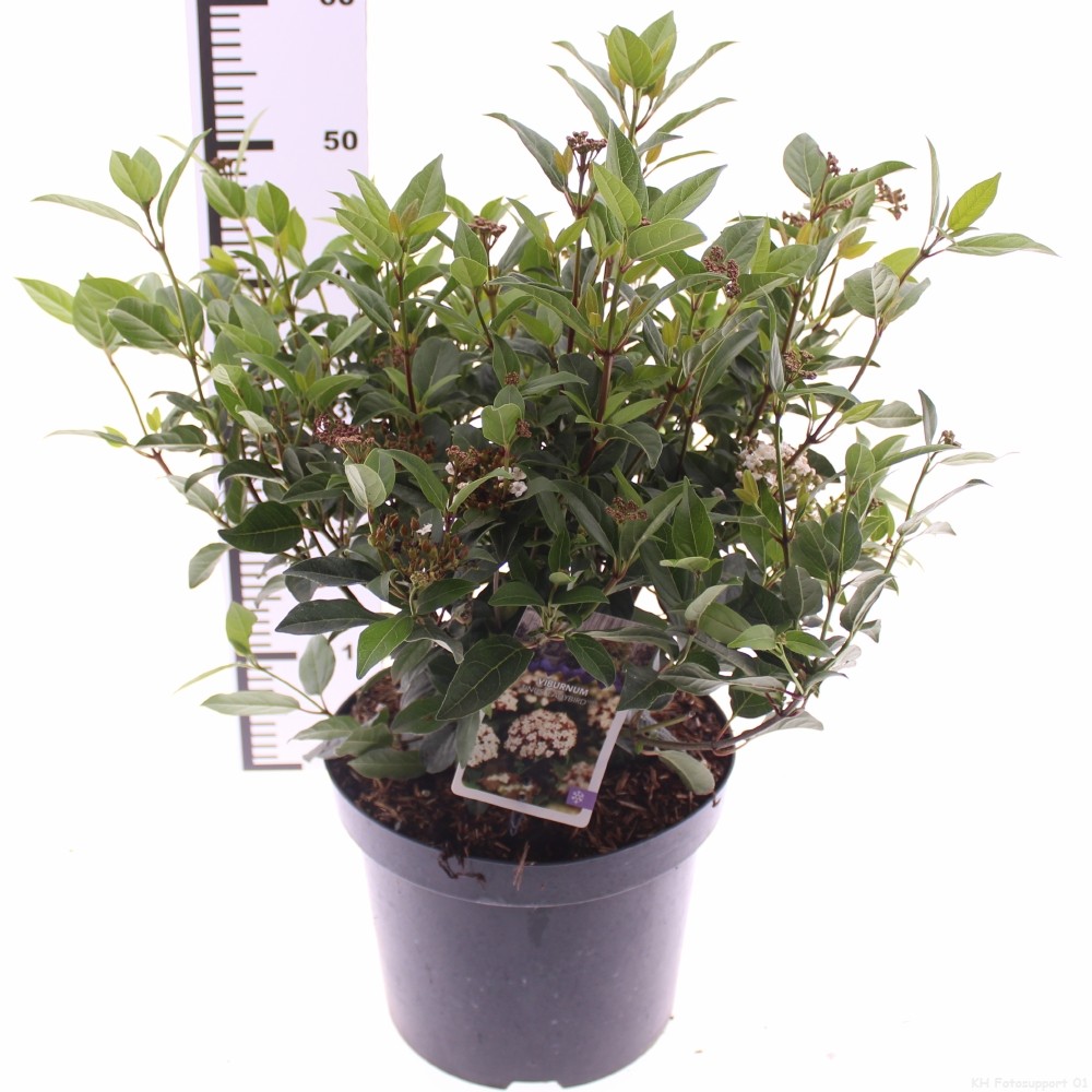 Picture of Viburnum tinus 'Ladybird' PBR