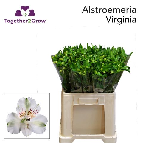 Alstr Virginia 65L.cm 30gram 23bloei