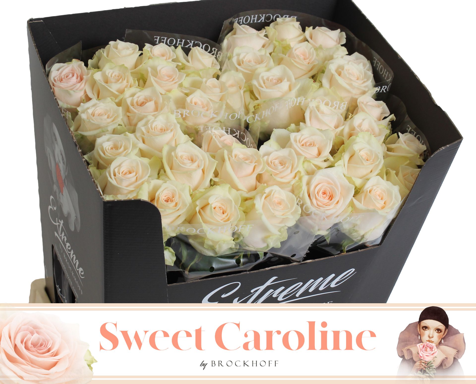 R Gr Sweet Caroline