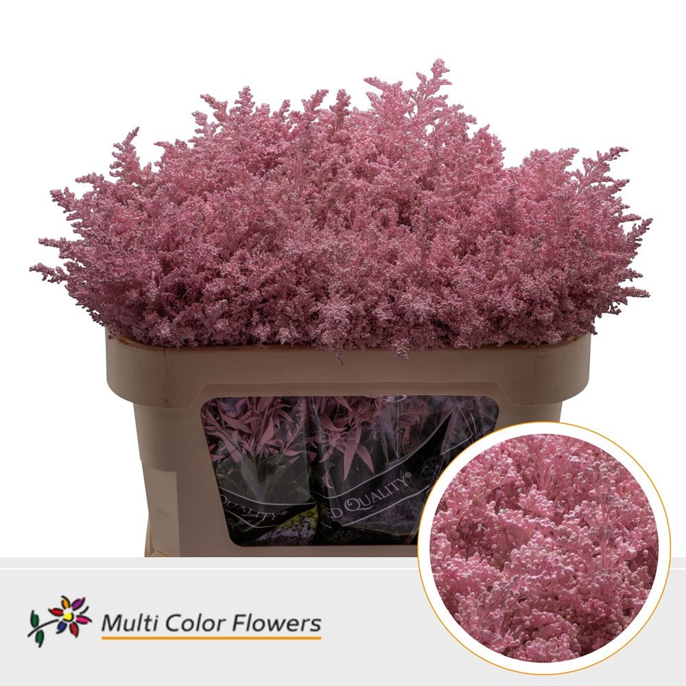 Solidago Painted 70cm 30gram