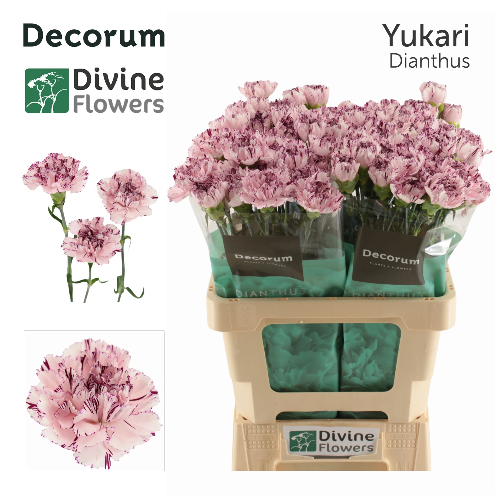 Di St Yukari