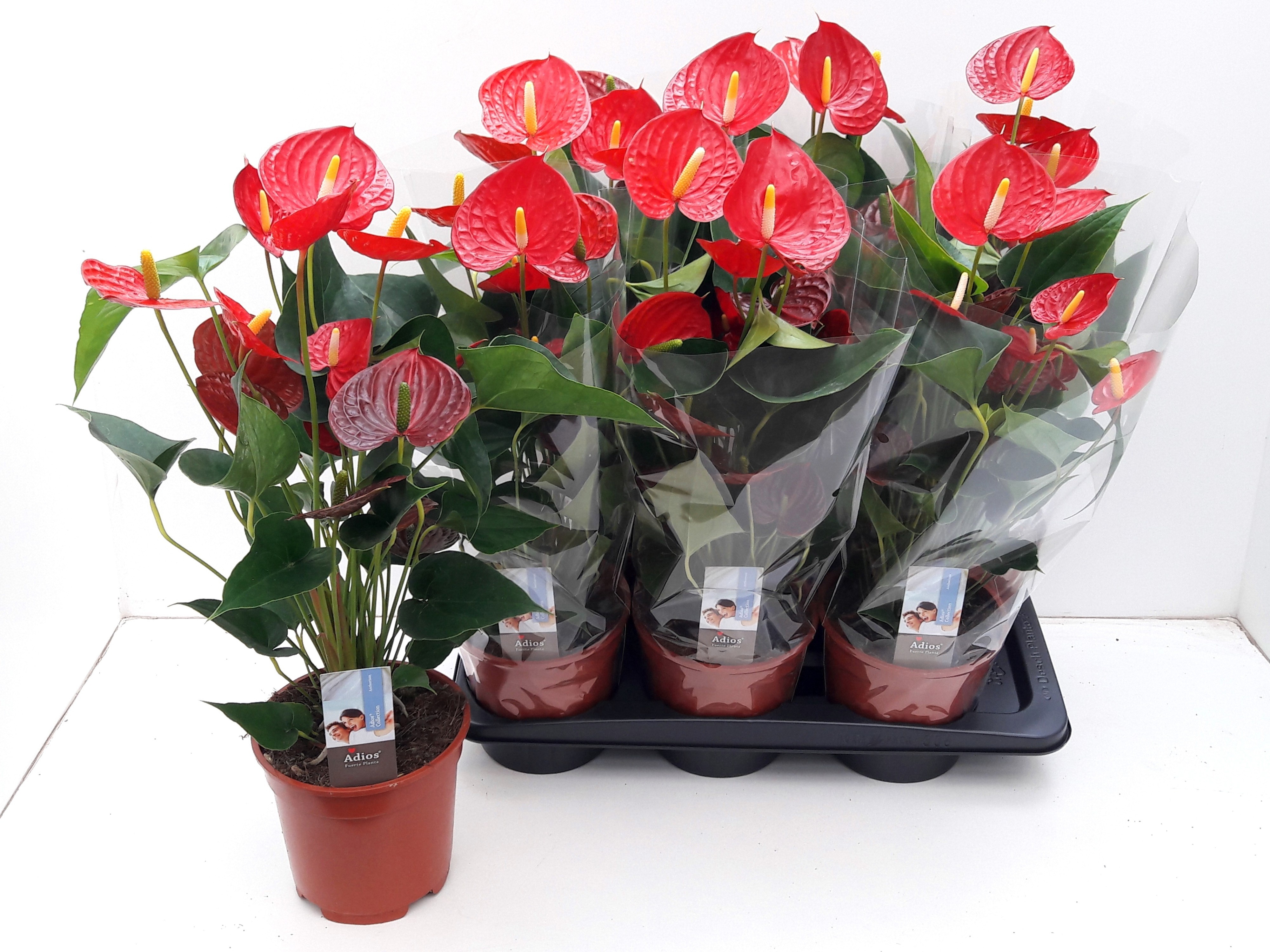 Anthu Fl Carino Puro 17P 60H 6bloem