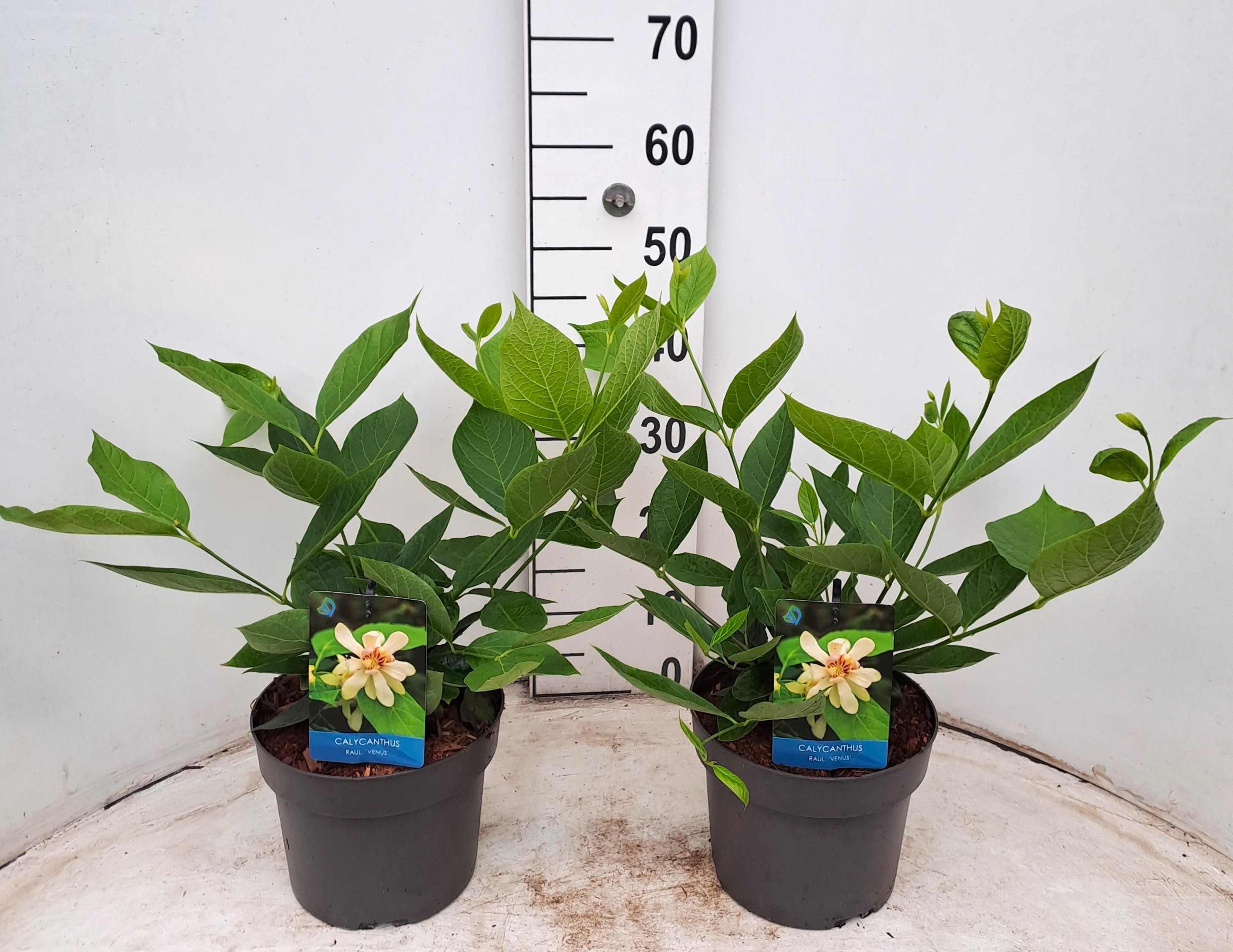 Picture of Calycanthus x raulstoni Venus P21 (4 Ltr) (LOOSE)