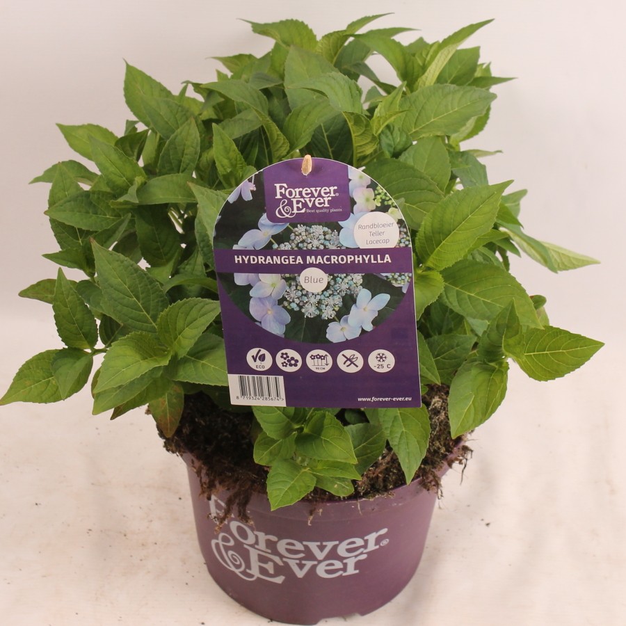 Hydrangea Forever&Ever® Teller Blue