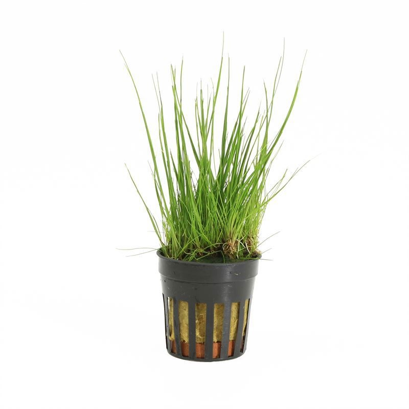 Eleocharis acicularis