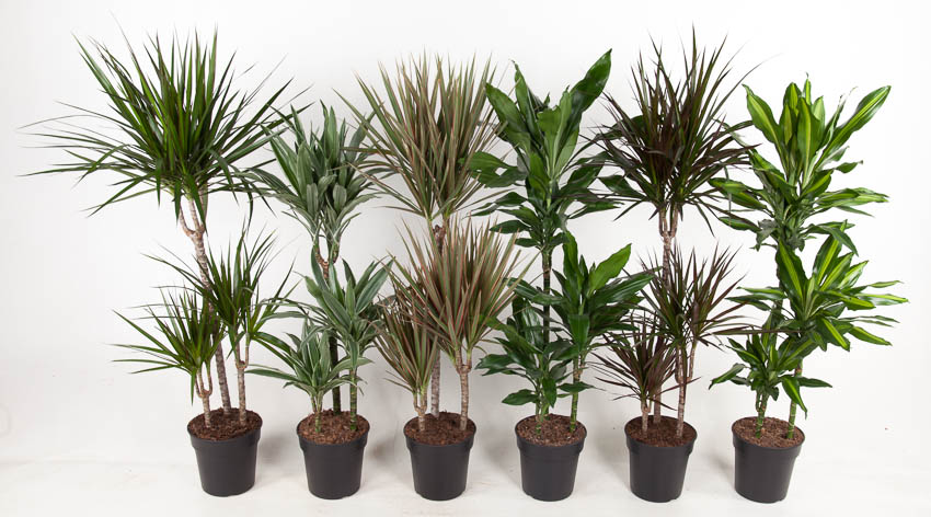 Picture of Dracaena 60-30-15 in varieties P21 110cm