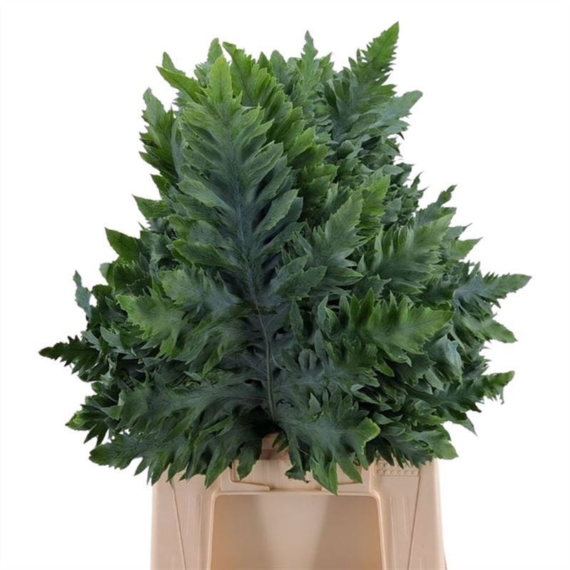 Varens 45cm