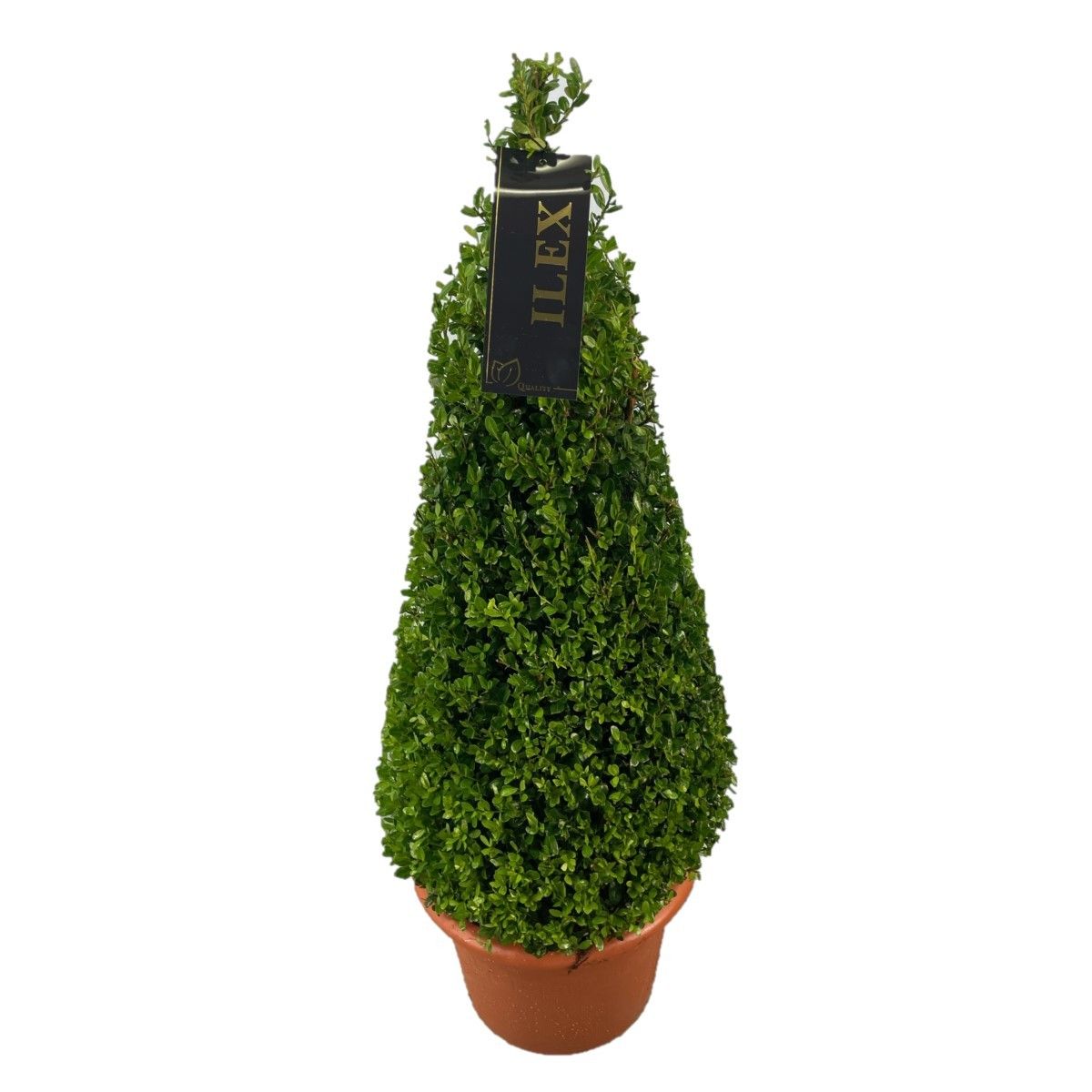 Ilex conv. Caroline Upright Piramiden (t) ©