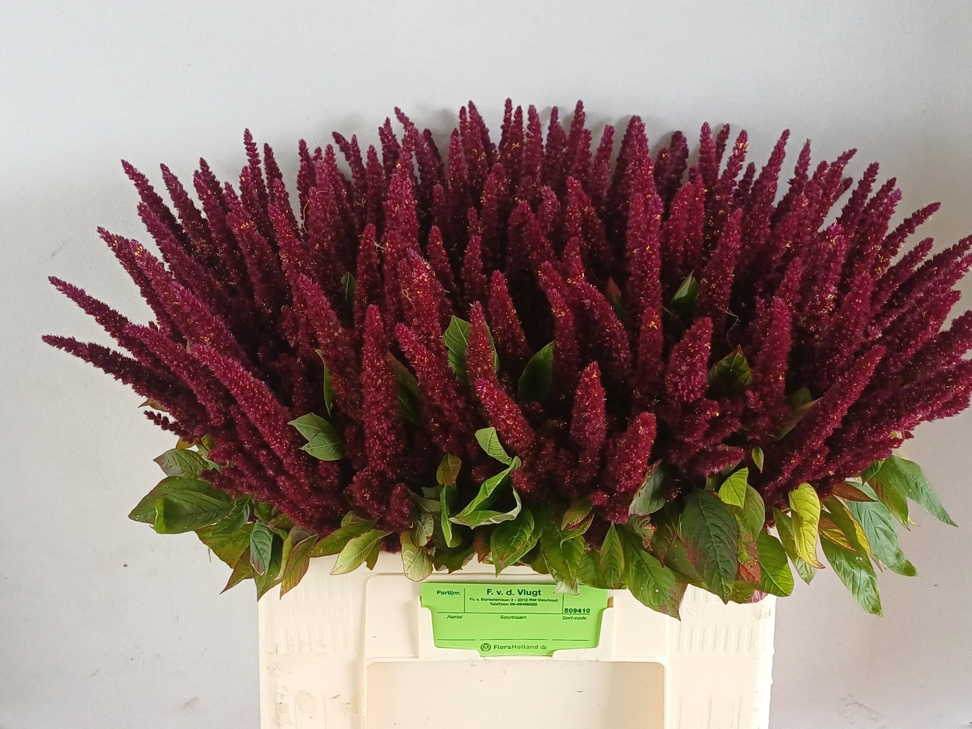 Amaranthus Upright Pygmy Torch 50cm