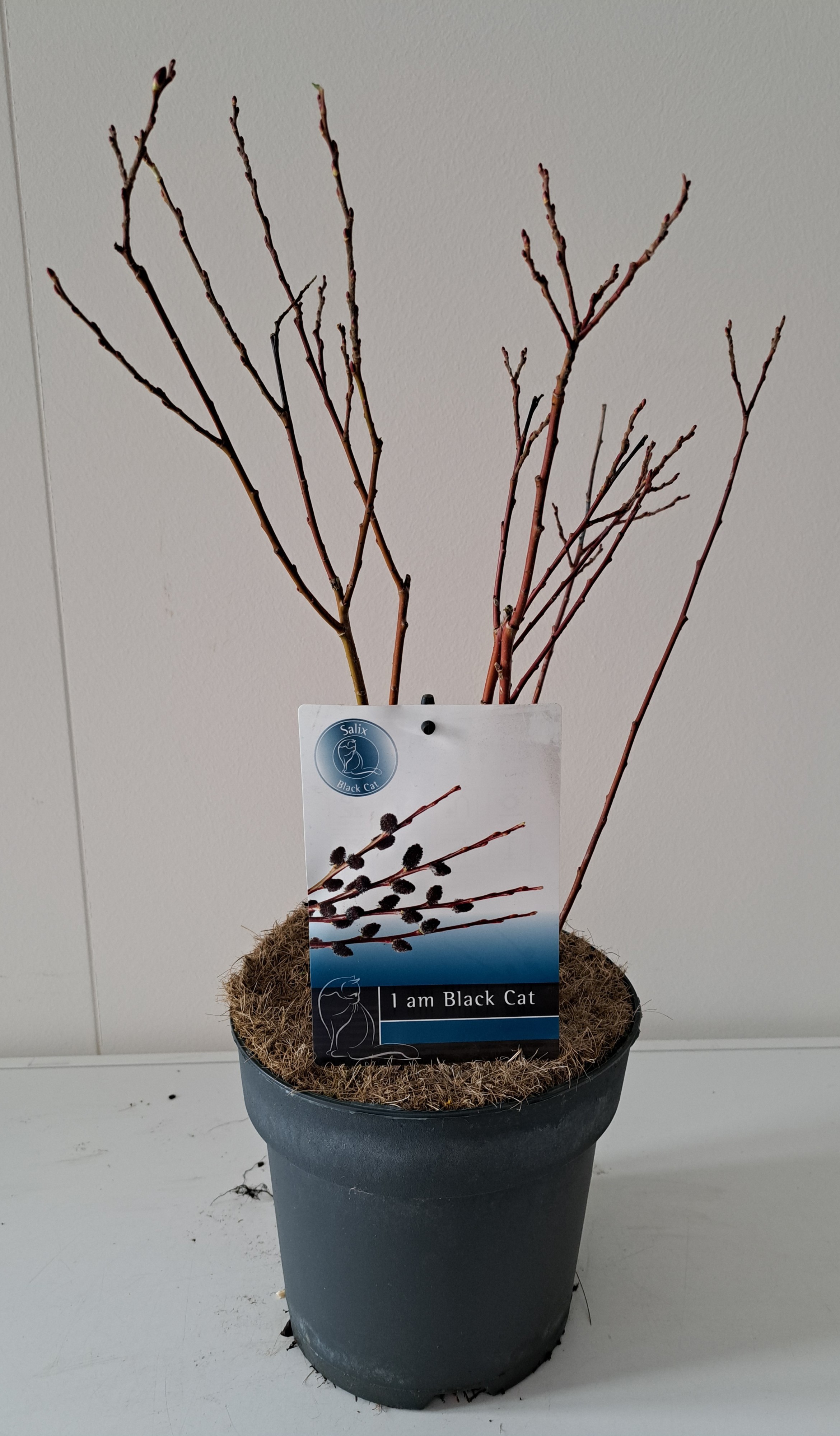 Picture of Salix Kurome bush P19