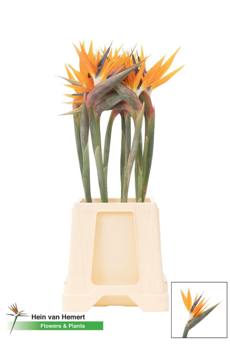 Strelitzia Flower 60cm