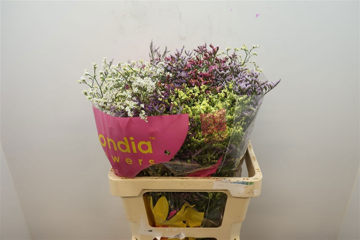 Limonium Sin Diamond Mixed 60cm 25gram