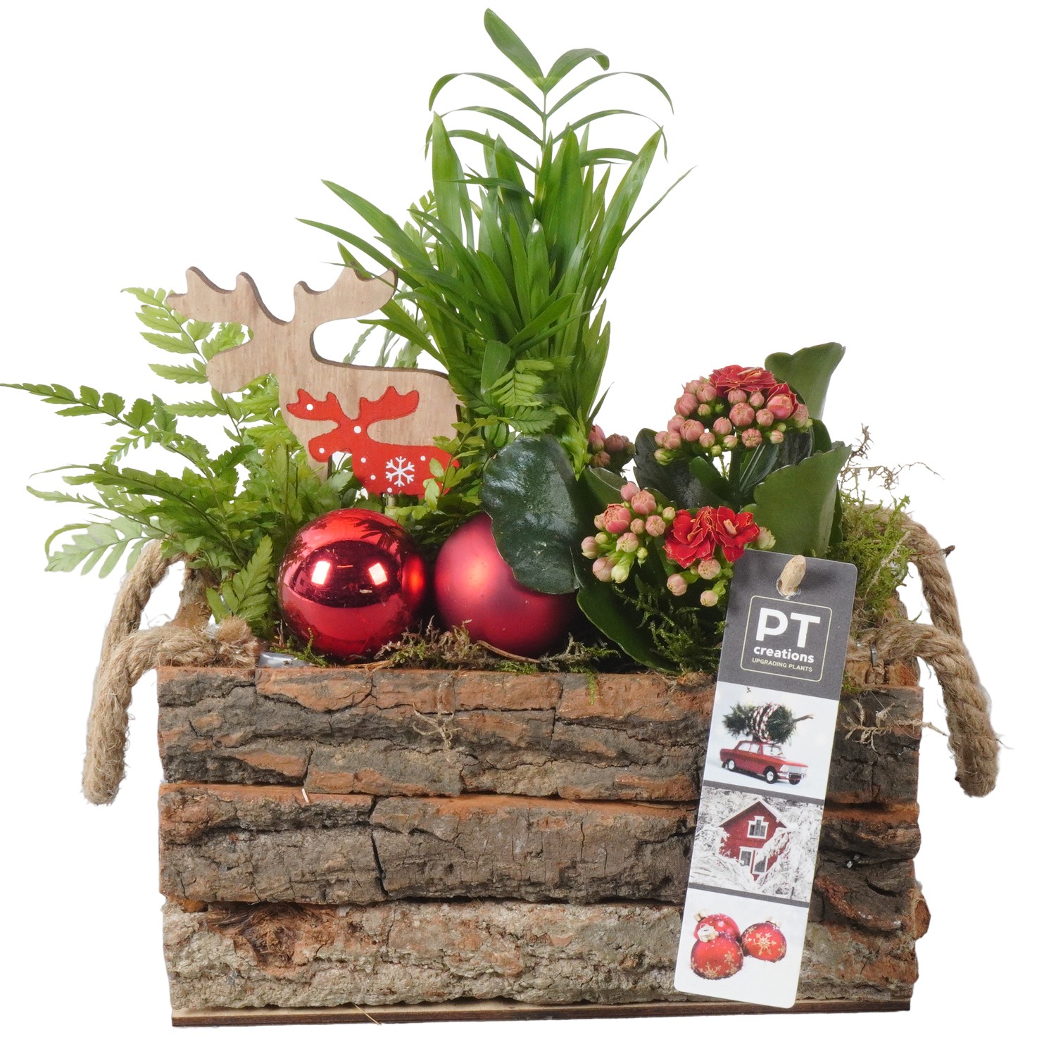 Picture of PTKB9313 Arrangement X-Mas in wooden box P20 23cm