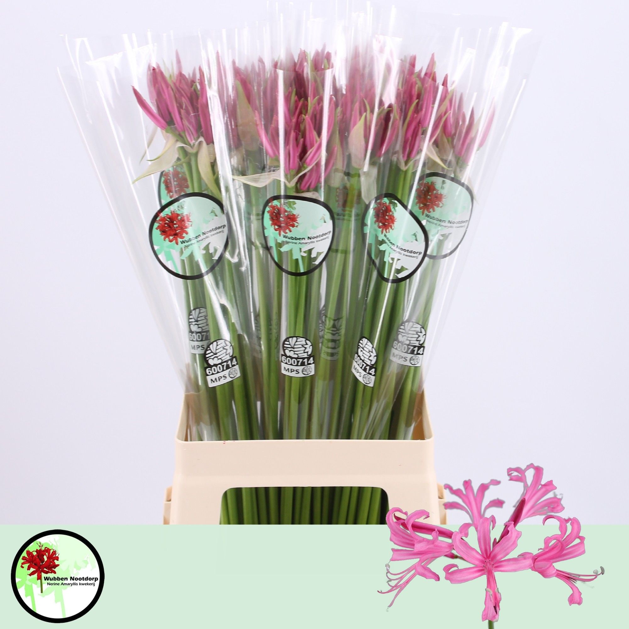 Nerine Favoriet 70cm