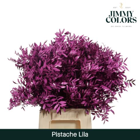 Pistache L50 Lila