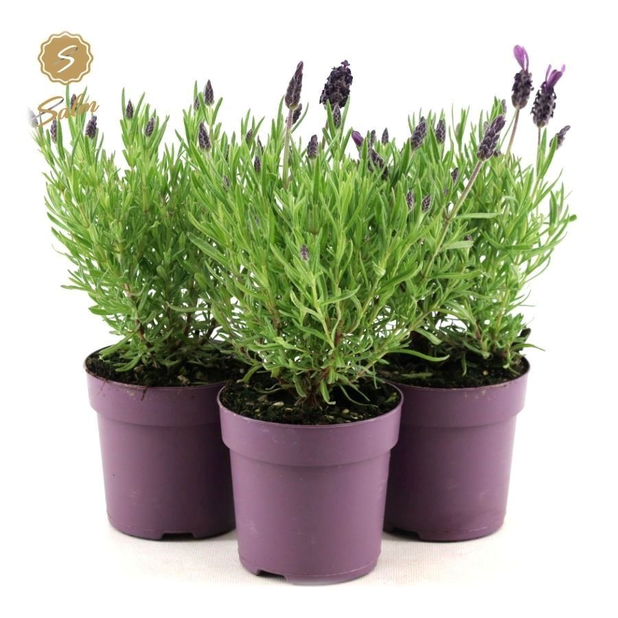 Picture of Lavandula st. 'Anouk'® Collection P10,5