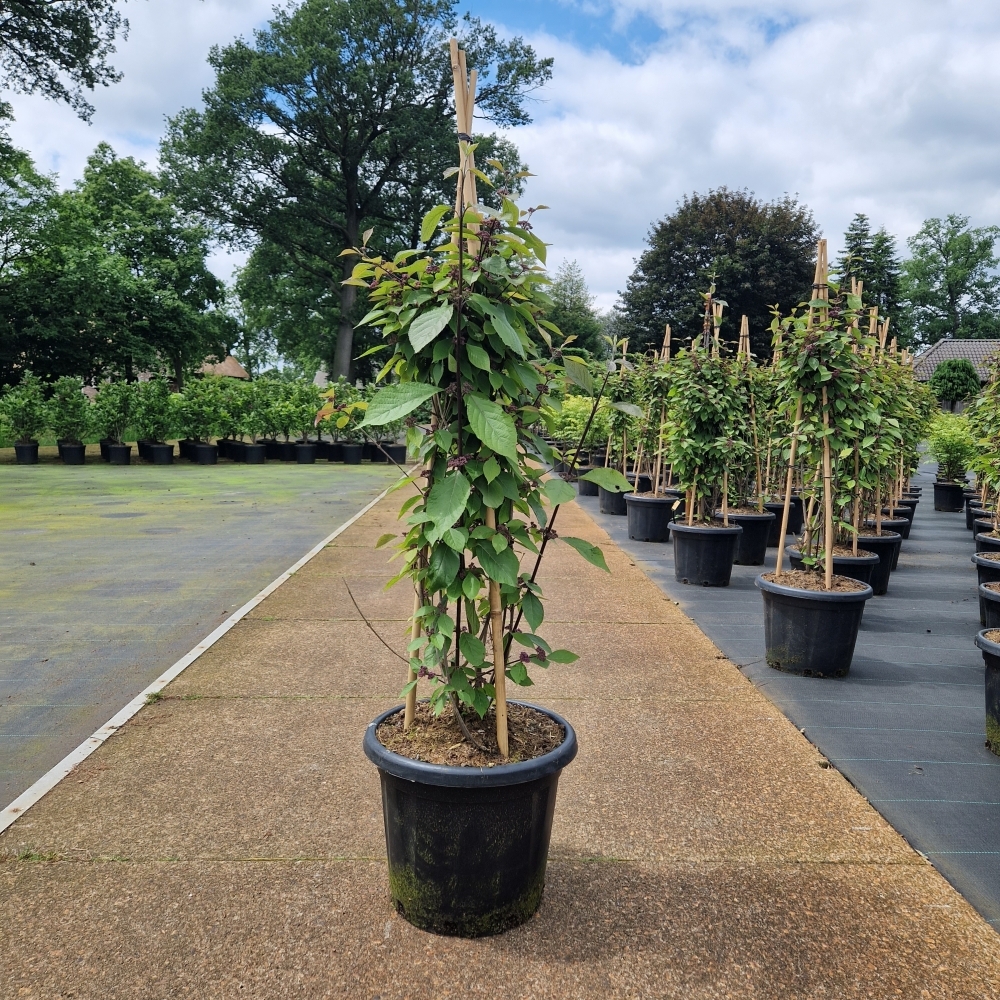 Picture of Callicarpa bodinieri Profusion C25 120/+