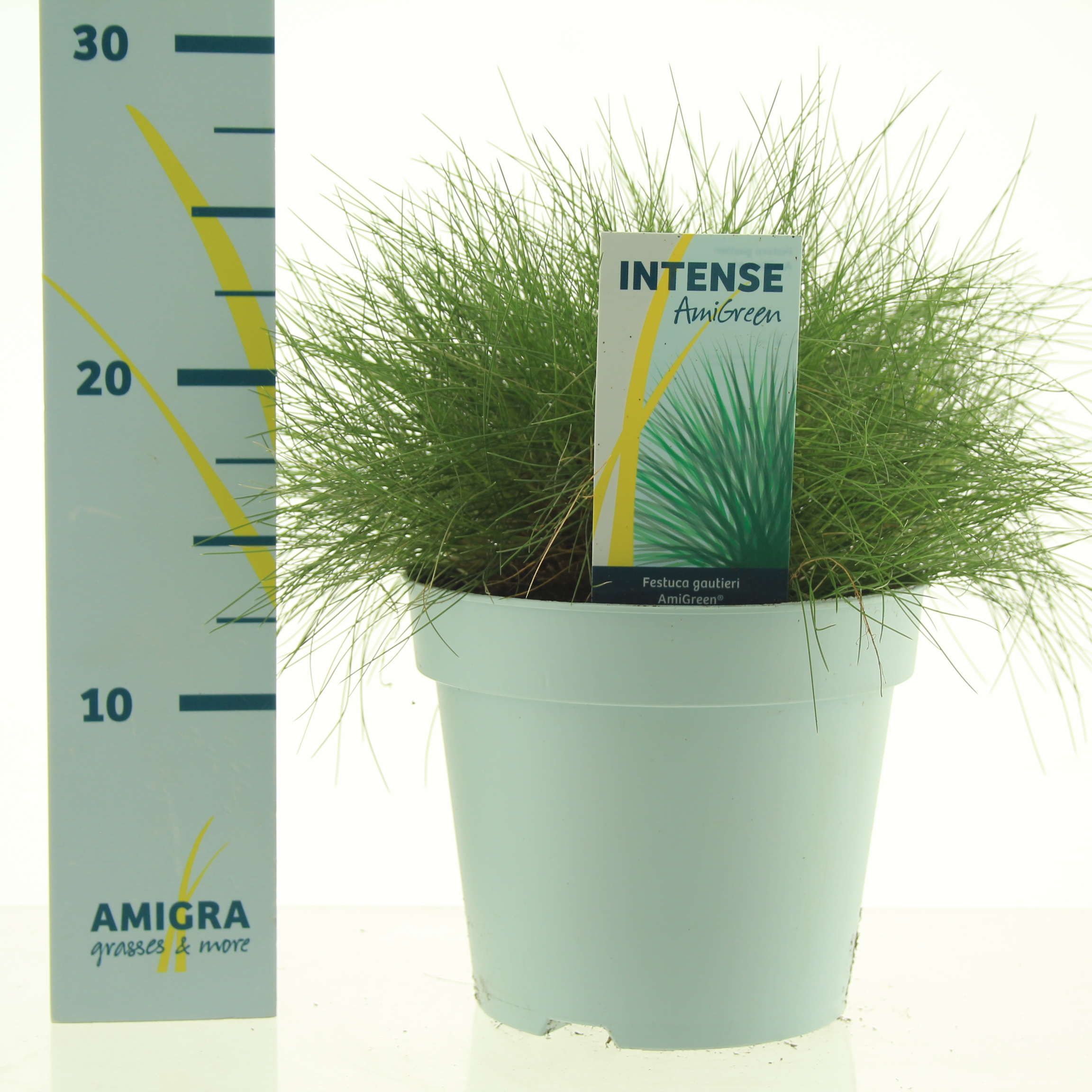 Picture of Festuca gautieri AmiGreen® P17 (2 Ltr)