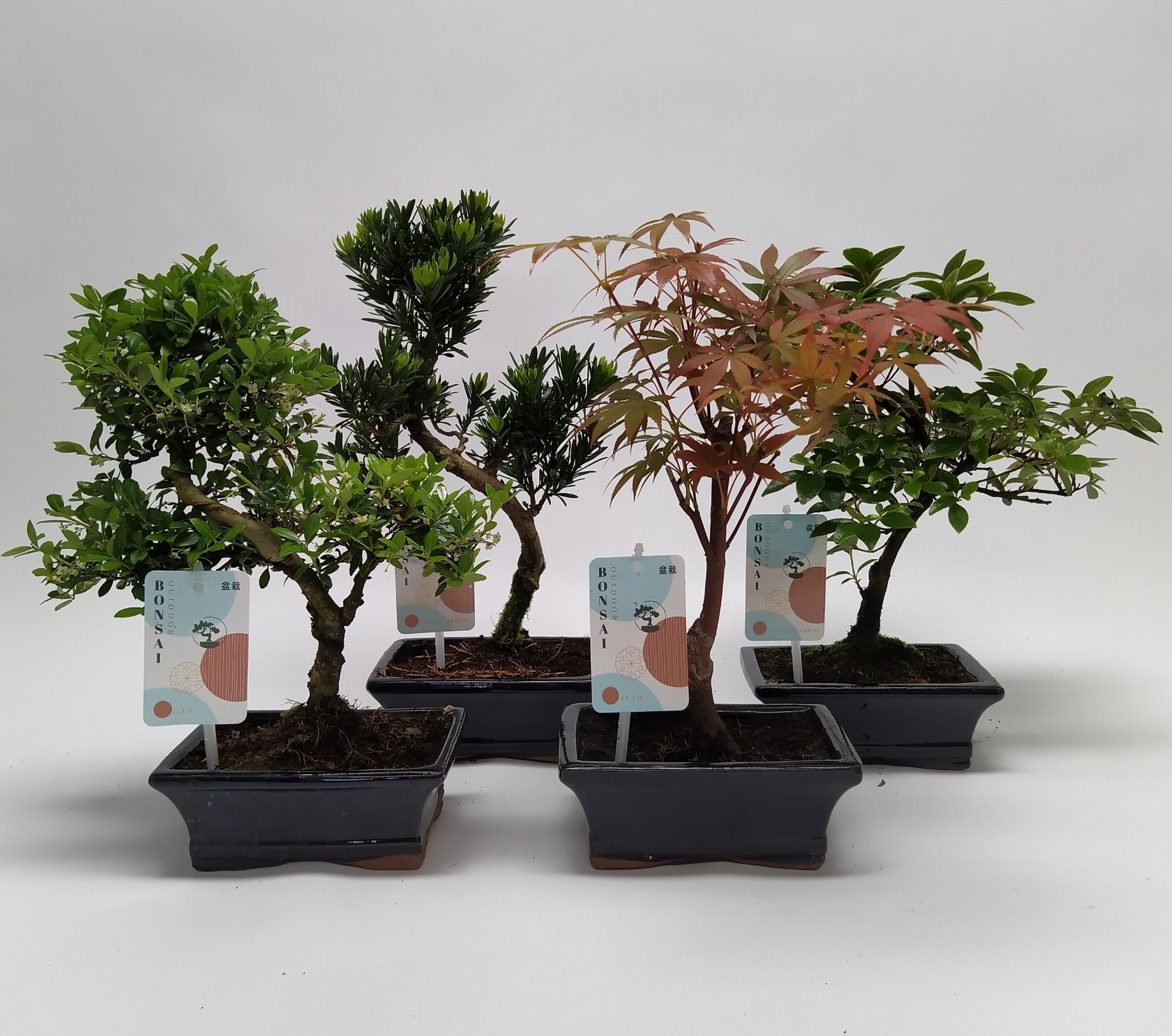 Picture of Bonsai in varieties (outdoor) 15-CM-CERAMIC 30CM