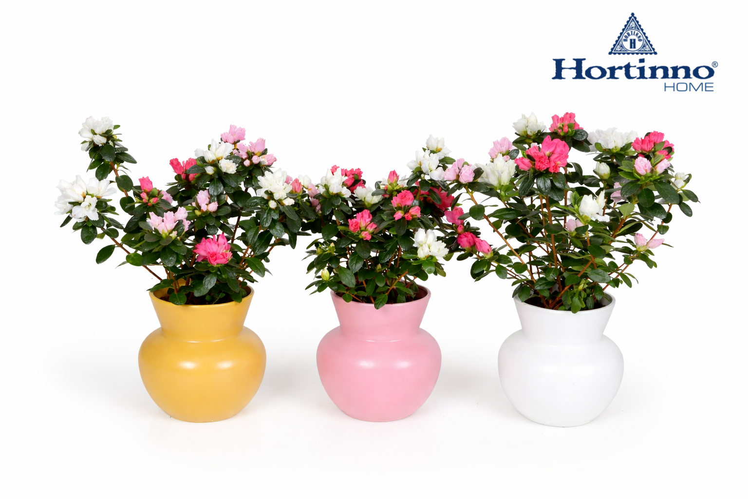 Rhododendron (Simsii) Hortinno Collectie mixed | Gardenline
