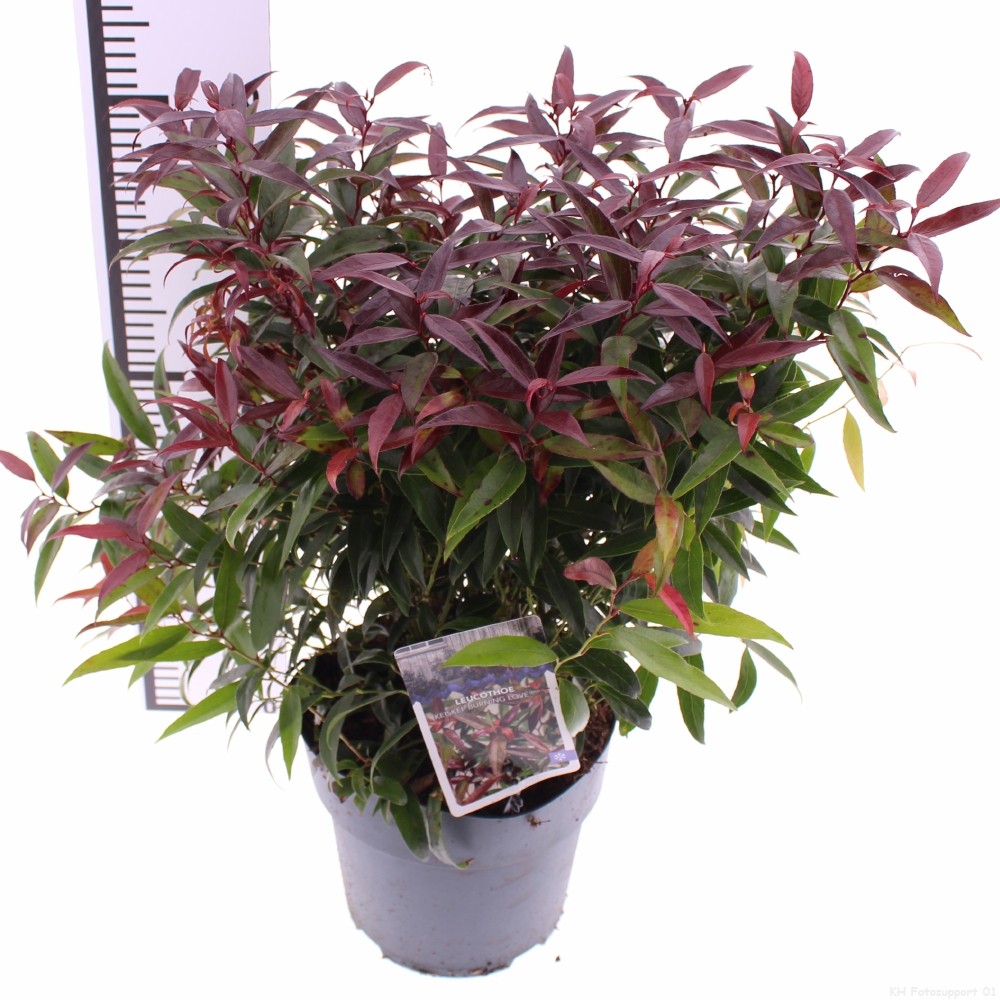 Picture of Leucothoe keiskei 'Burning Love' PBR