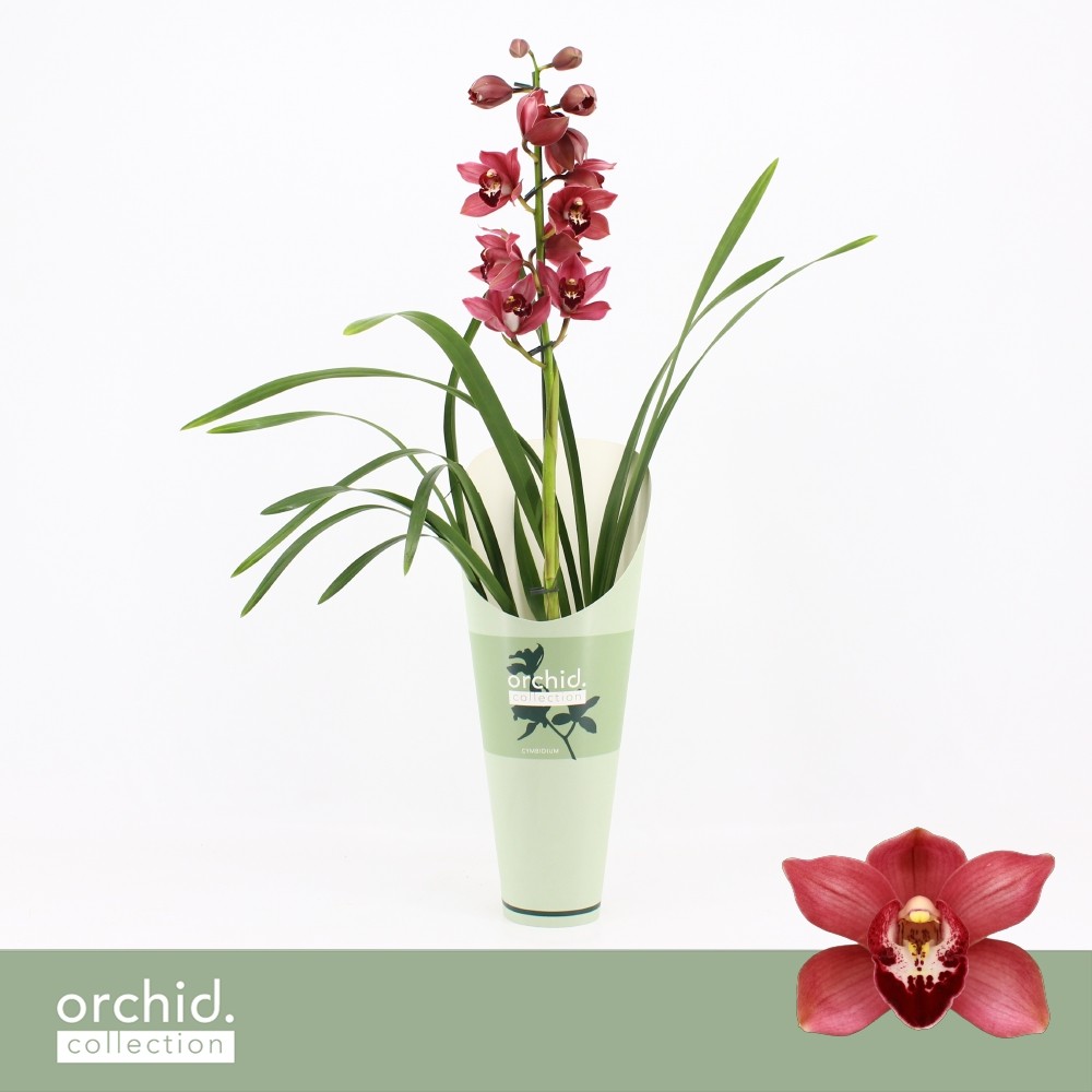 Picture of Cymbidium hybrid Jolly Red 1-Spike Orchid Collection Potcover P12 55CM