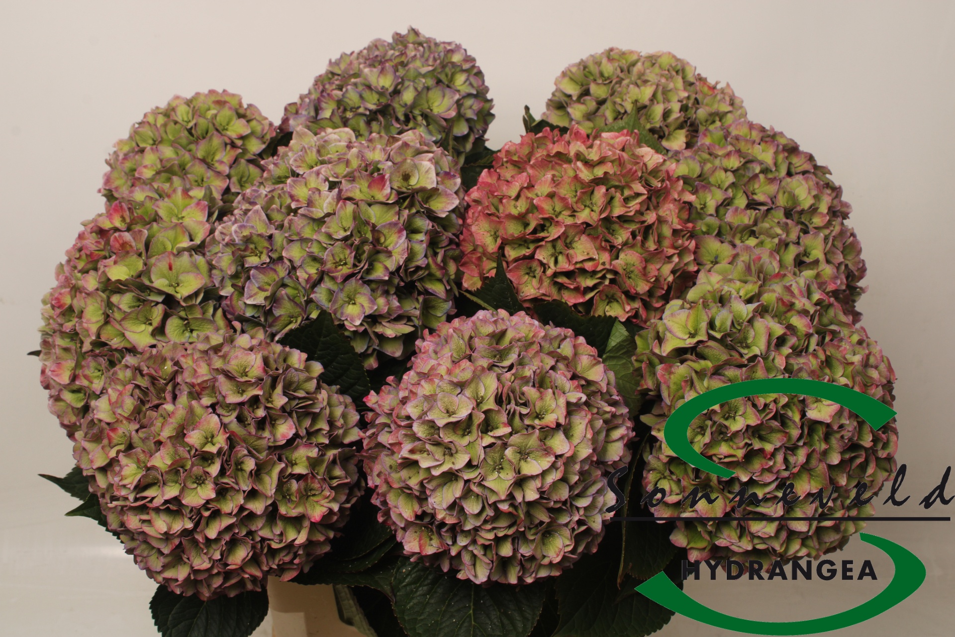 Hydrangea Rodeo Classic Pink 60cm 20Ø