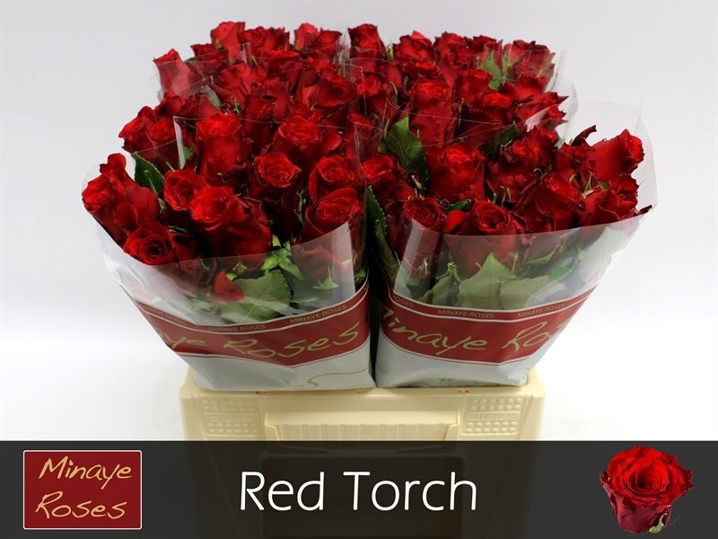 R Gr Red Torch