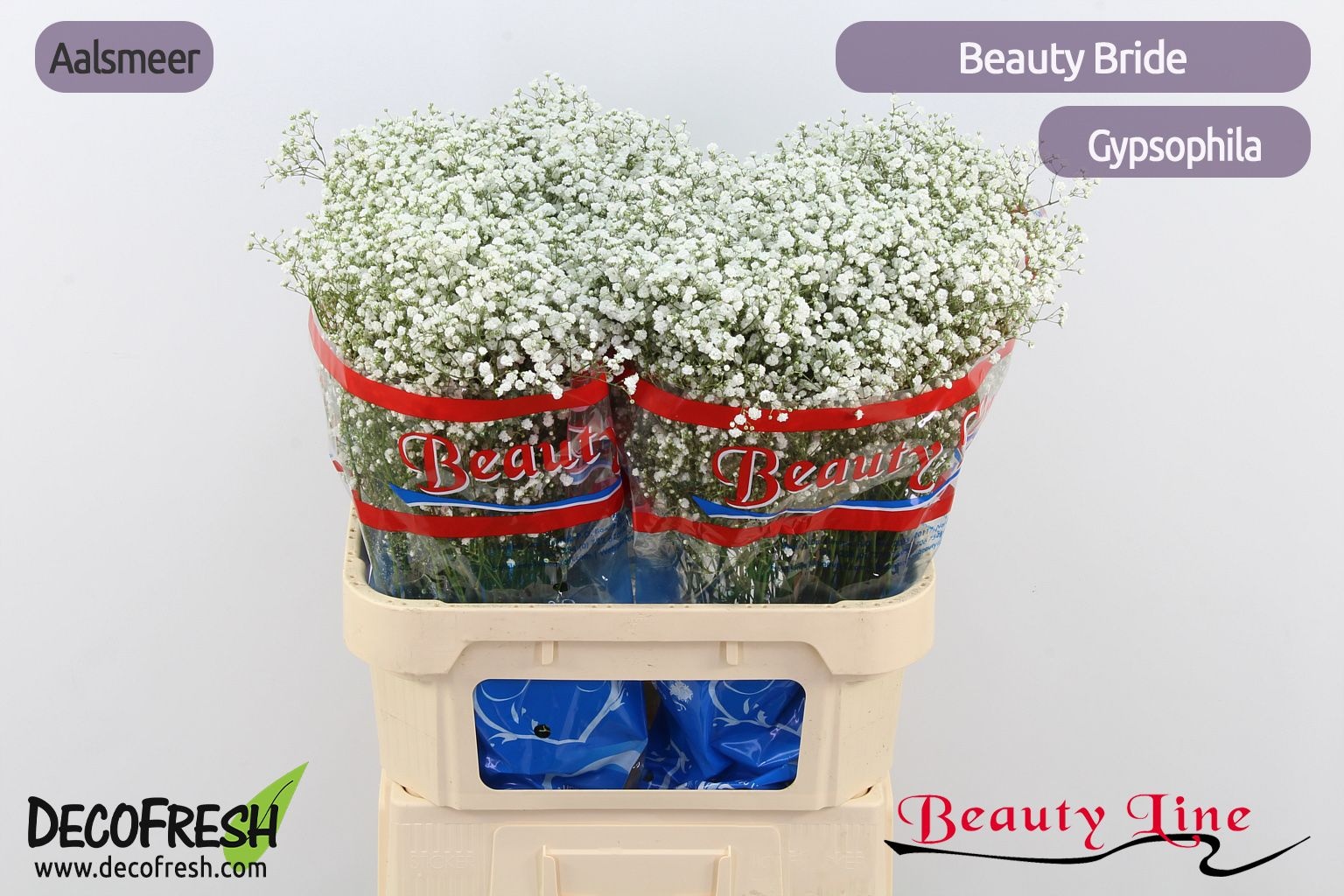 Gypsophila Beauty Bride 80cm 35gram
