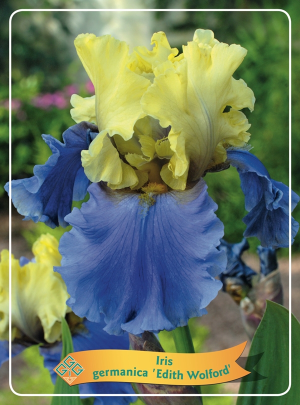 Picture of Iris germanica Mix 6x10 srt. per shelve P11