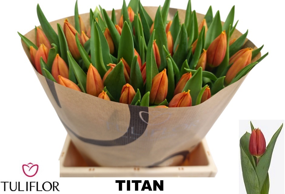 Tulipa Titan 38cm 36gram