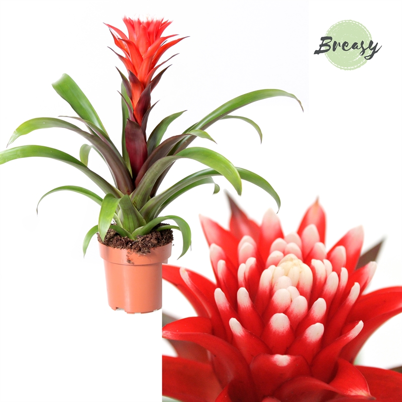 Picture of Guzmania Rockyflower Hope P12 43CM