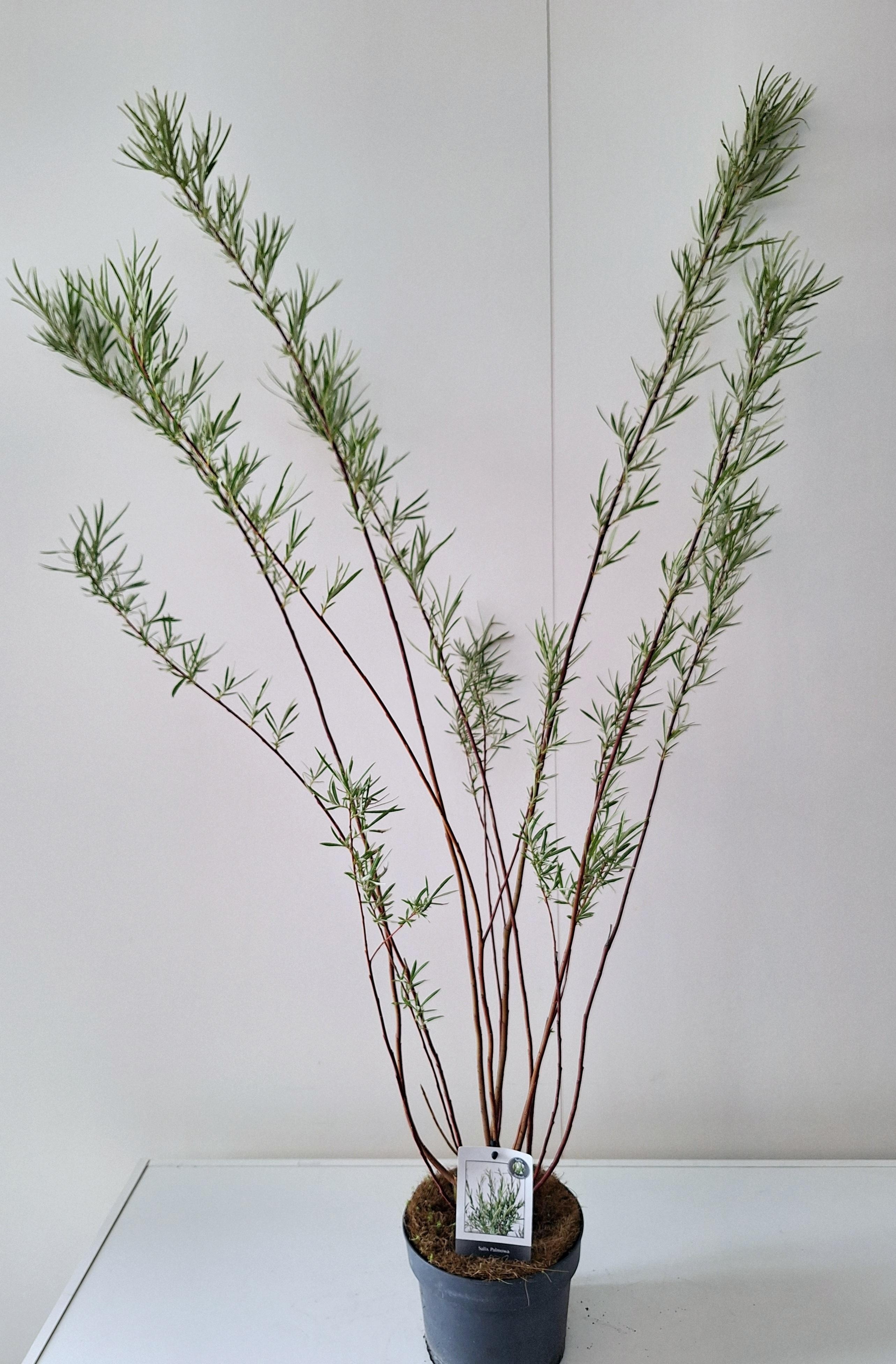 Picture of Salix Palmova bush p17
