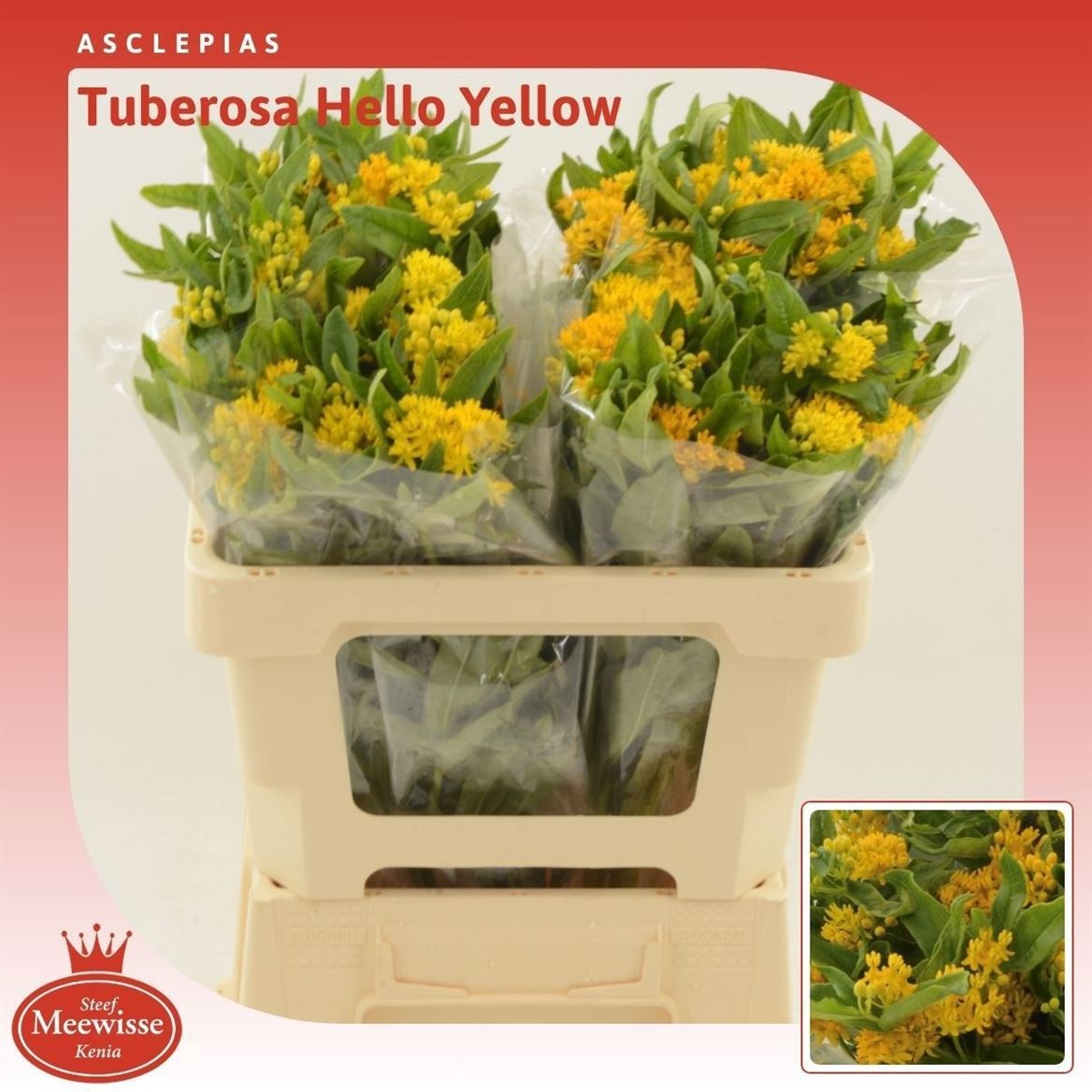 Asclepias Hello Yellow 50cm