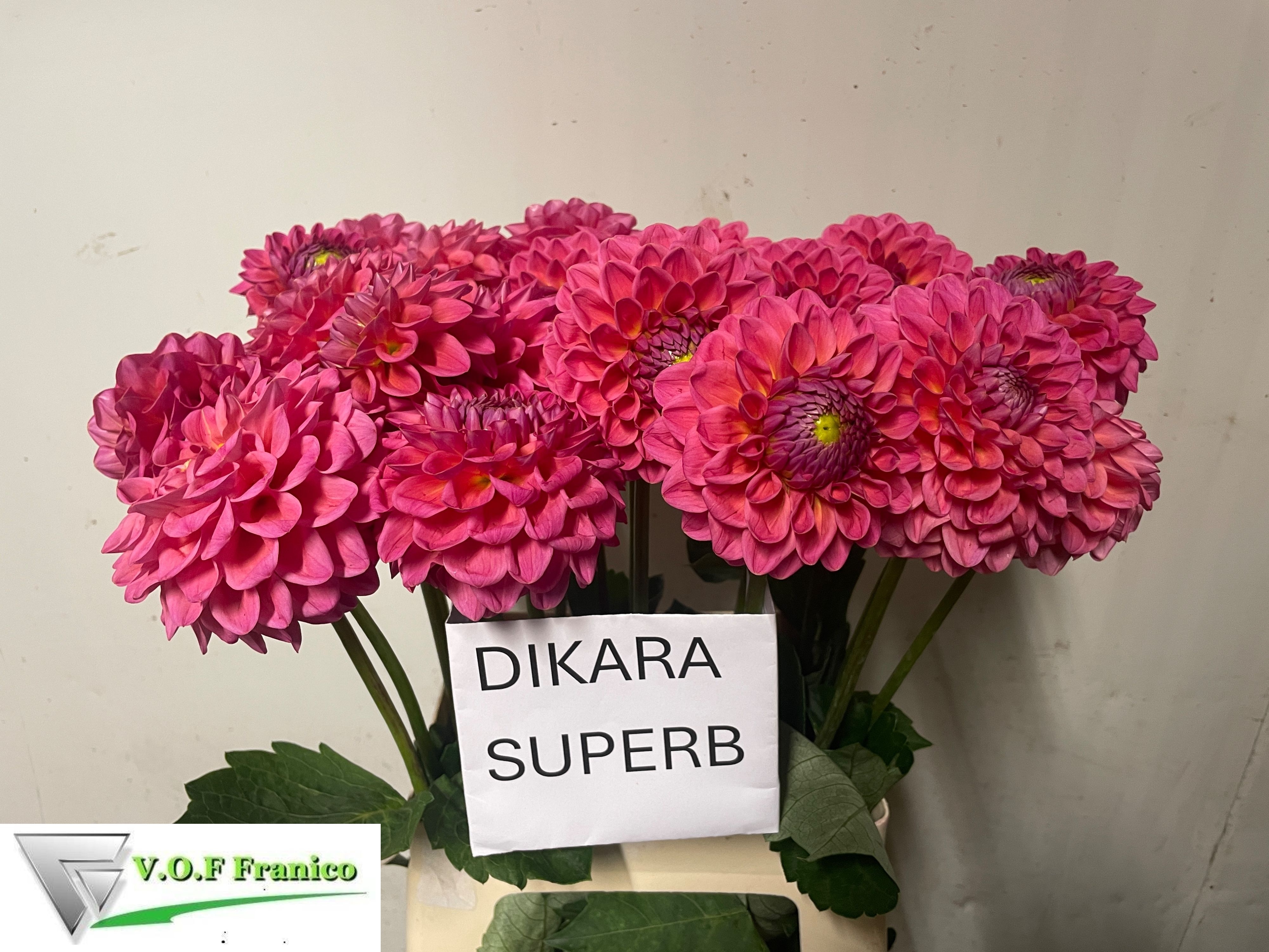 Dahlia 60cm