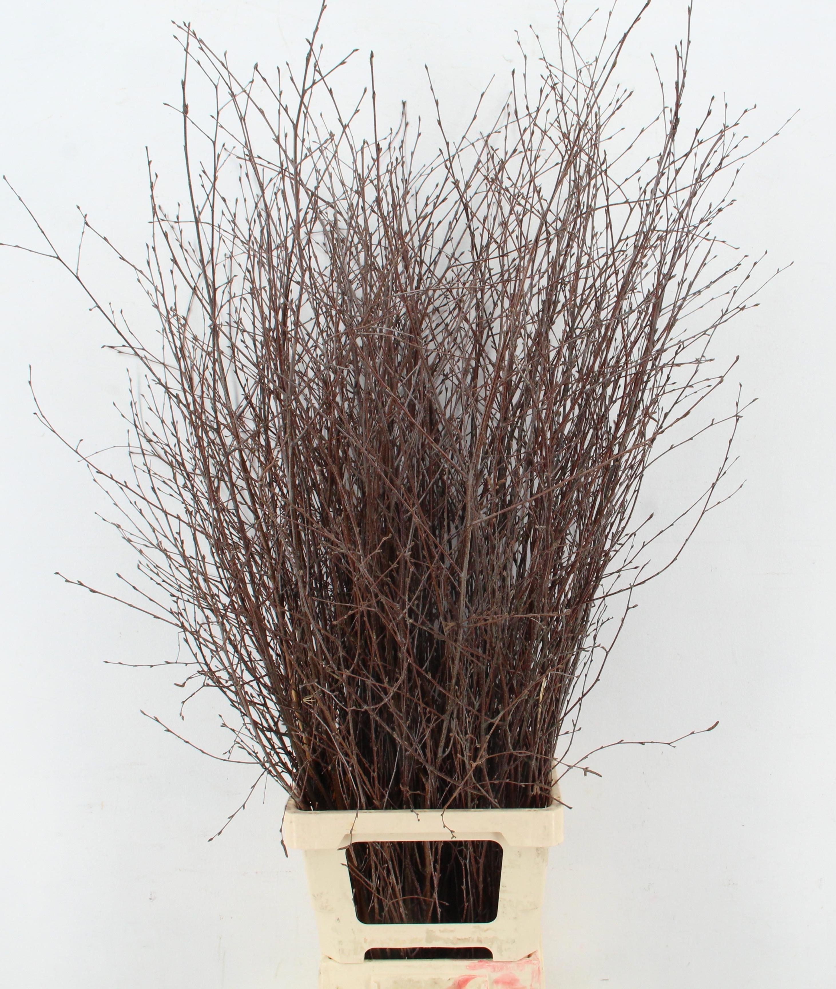 Betula Bs