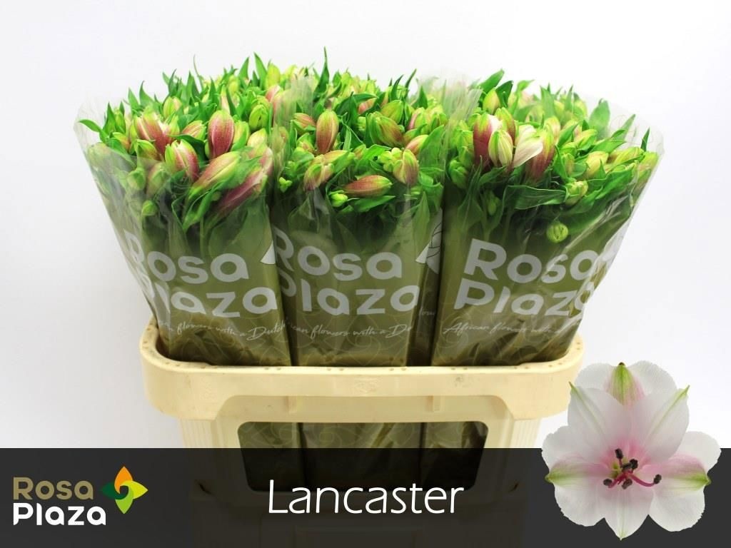 Alstr Lancaster 70cm 60gram