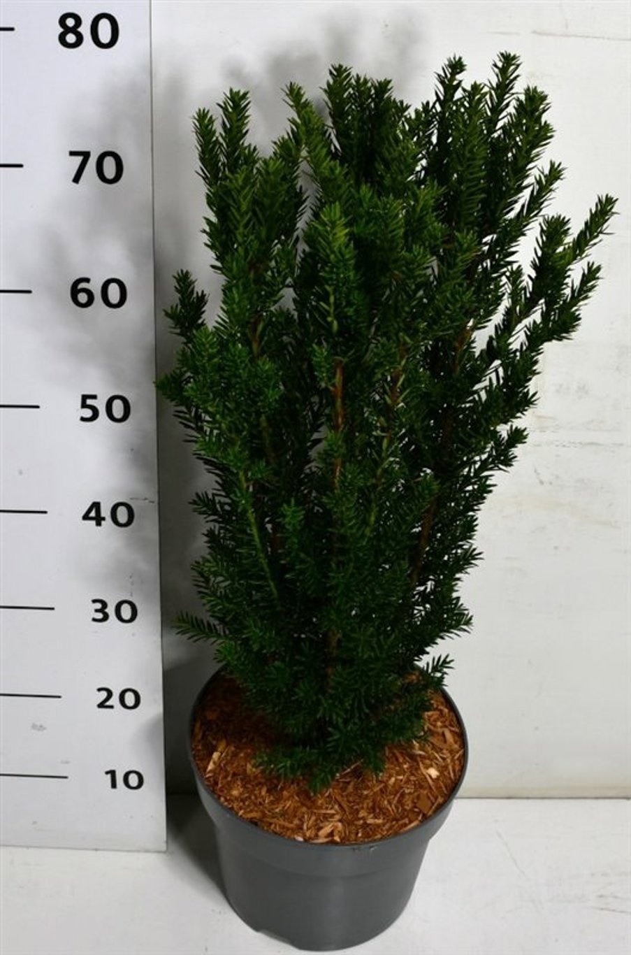 Taxus x media 'Hillii' | Gardenline