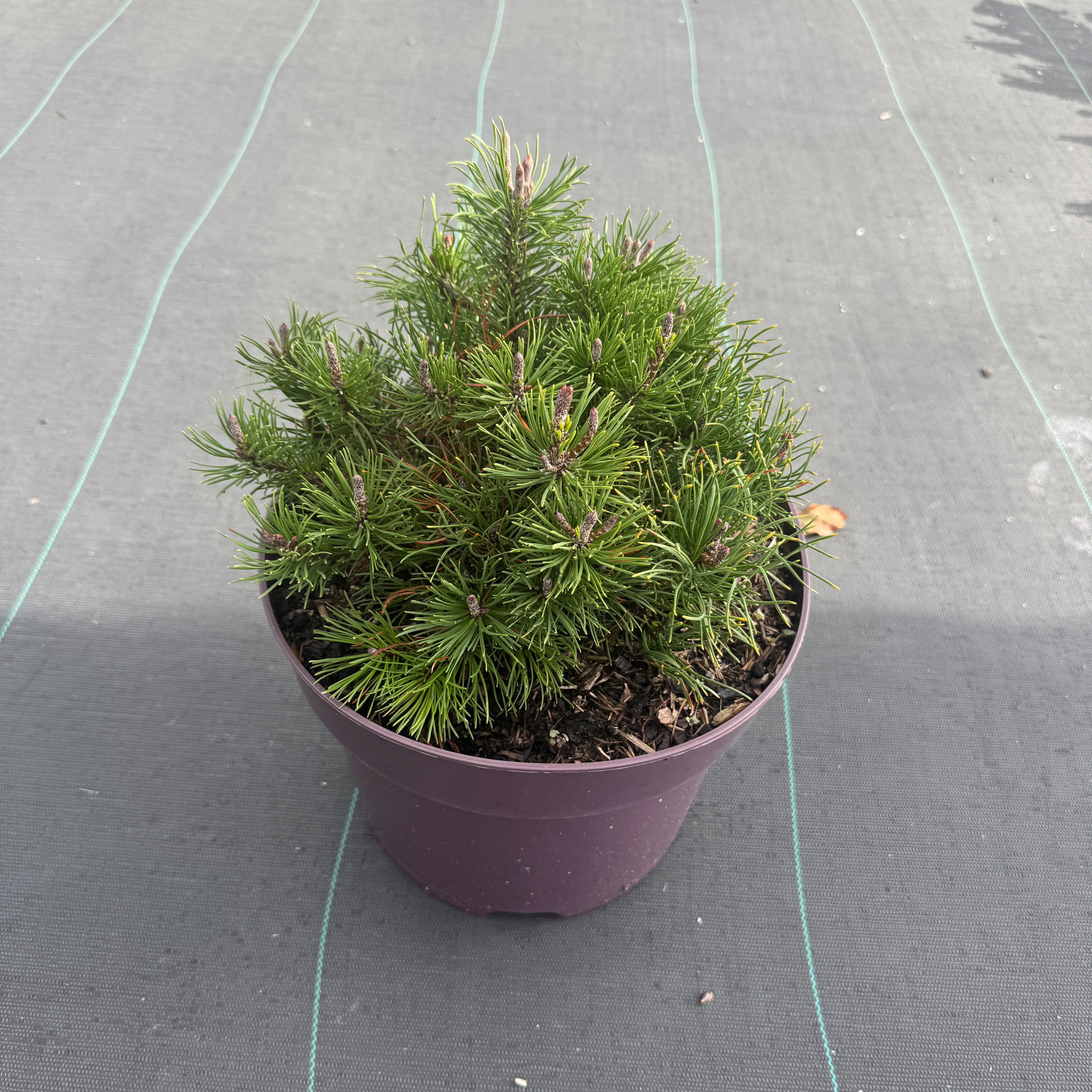 Pinus mugo