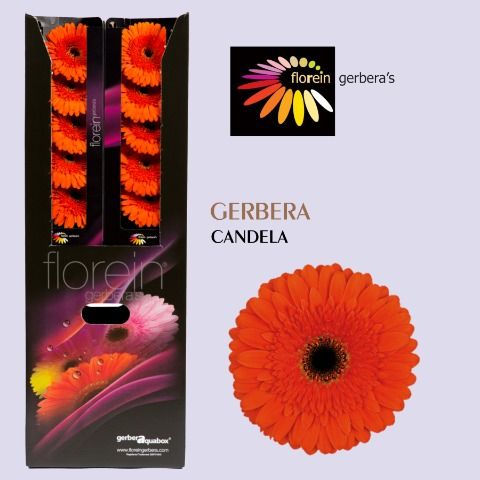Ge Gr Candela