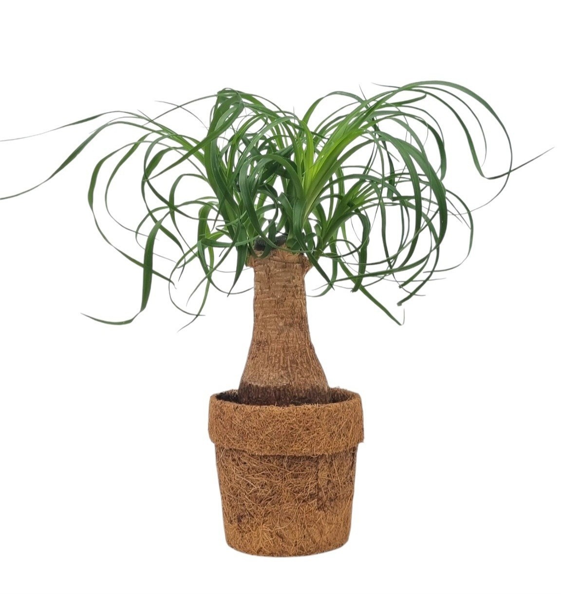 Beaucarnea Recur 10P 25H 2kop