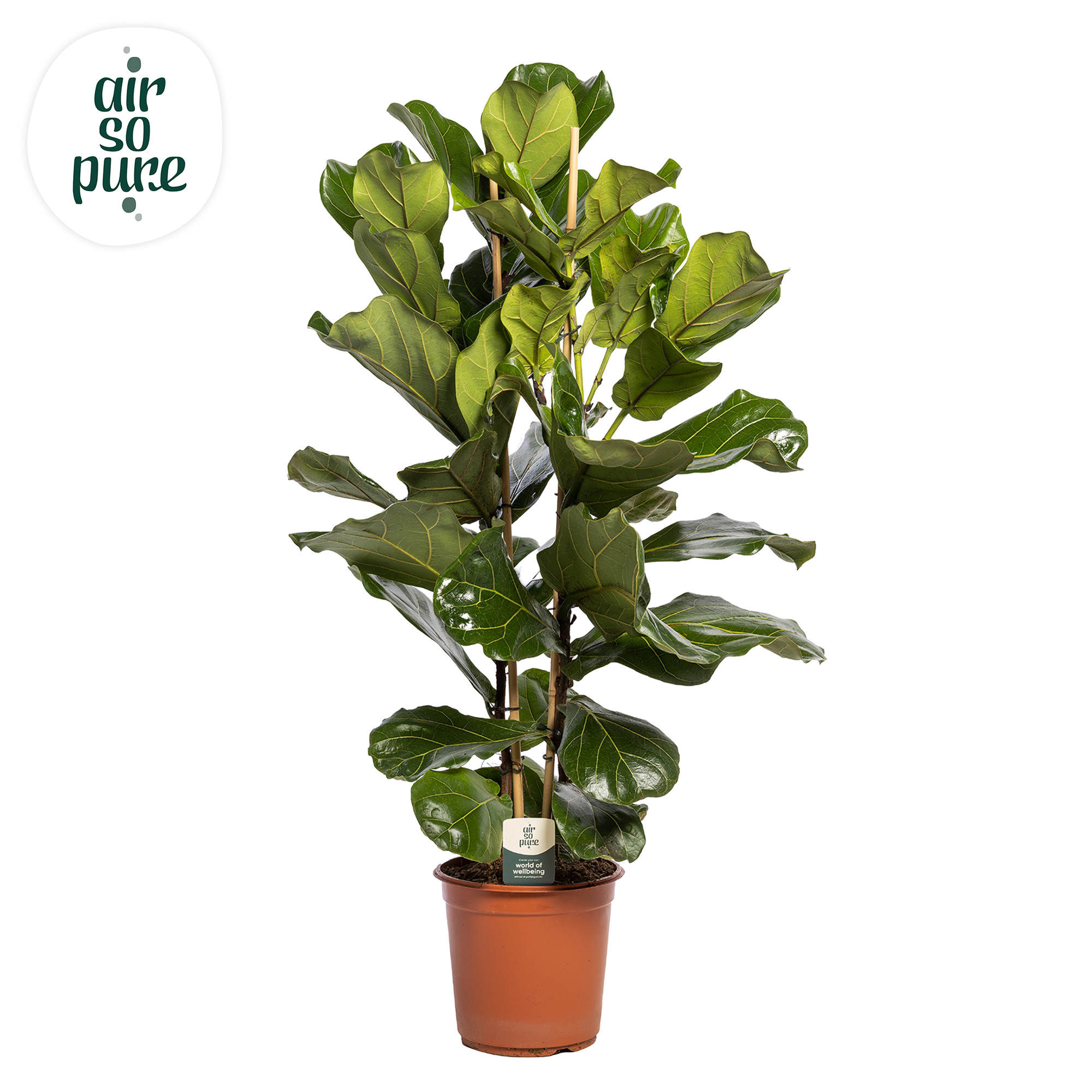 Picture of Ficus lyrata 2pp Air so Pure P24 110cm (LOOSE)