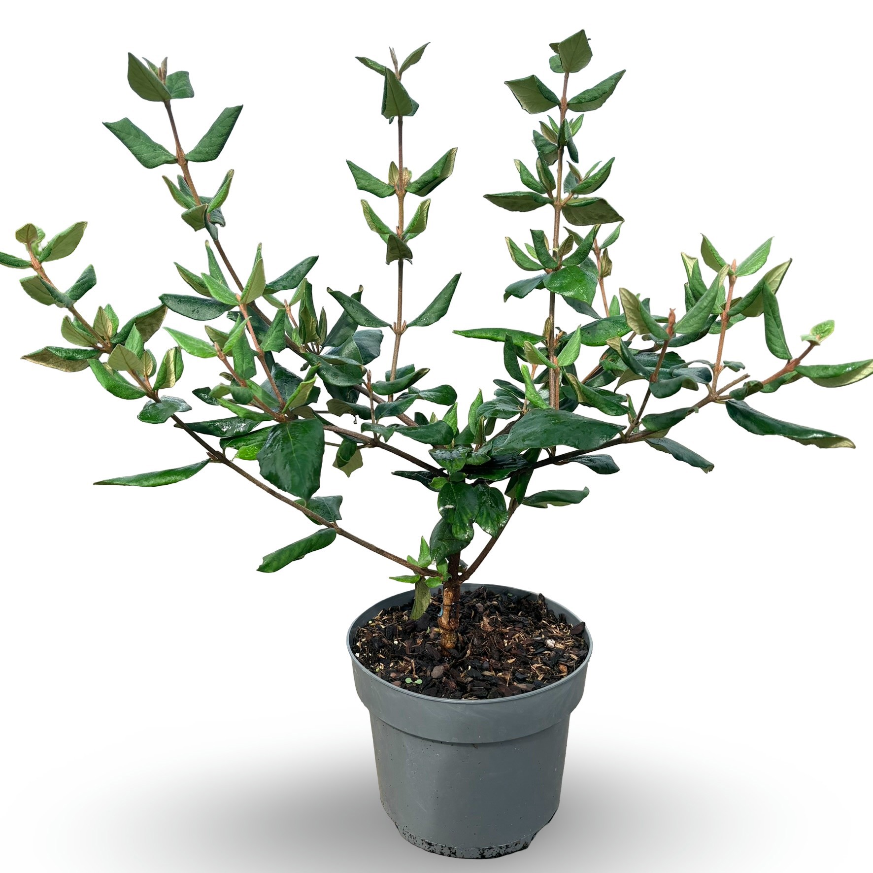 Viburnum burkwoodii