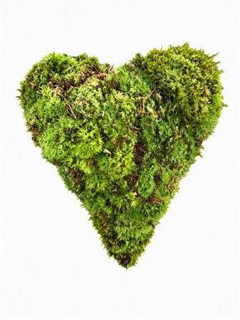 Various Greenery 20cm