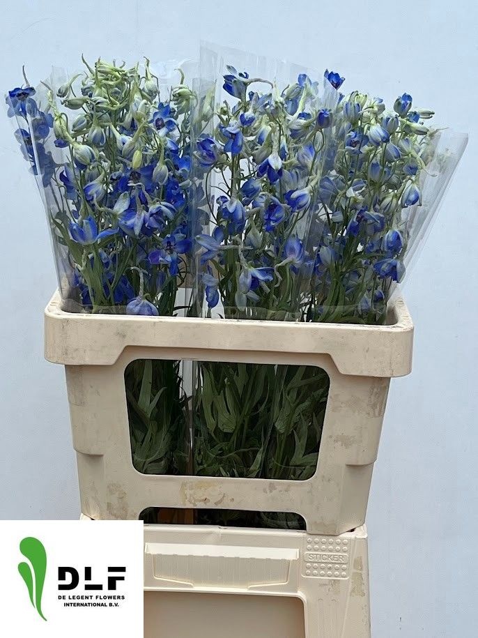 Delphinium Volkenrfrieden 60cm