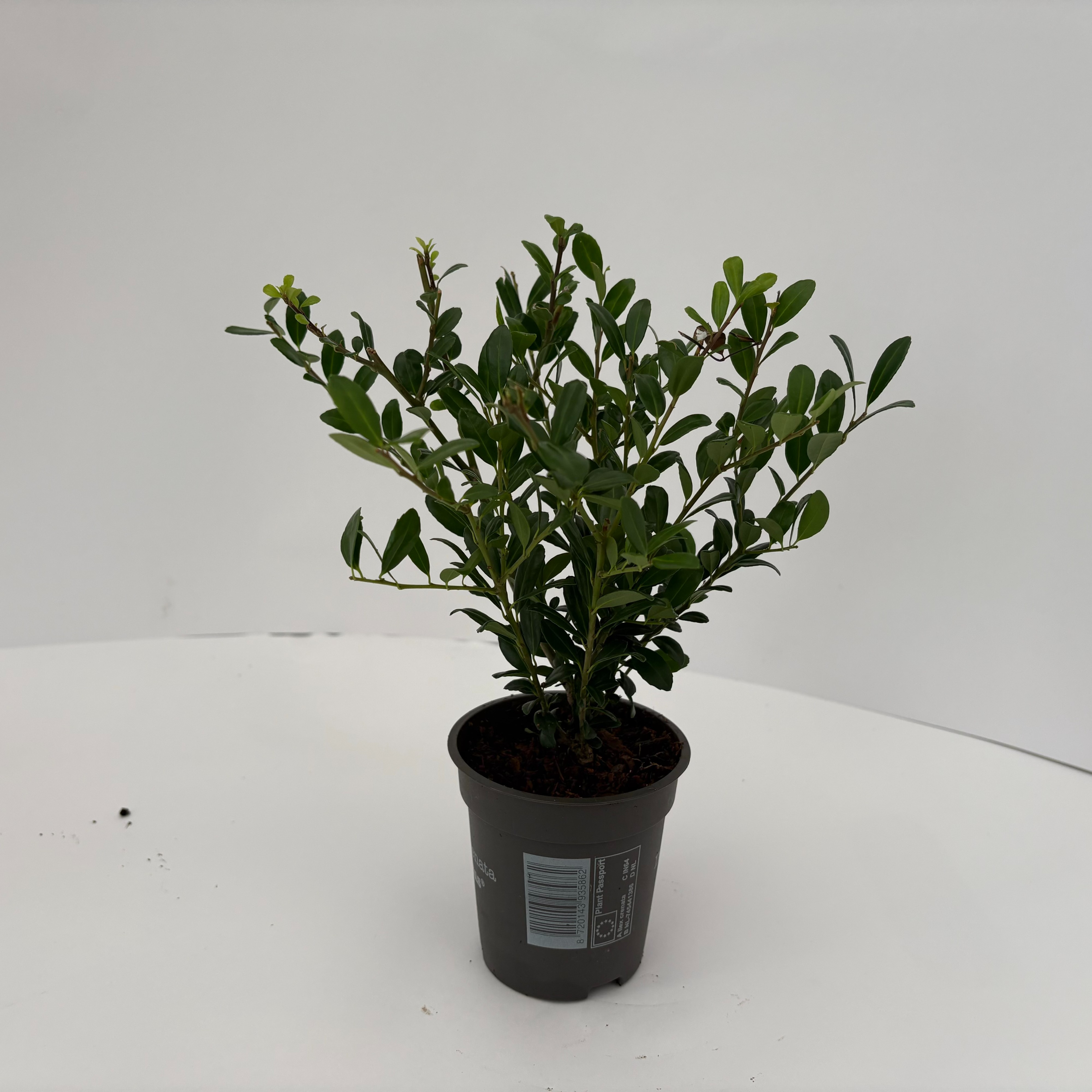 Picture of Ilex crenata Luxus P9