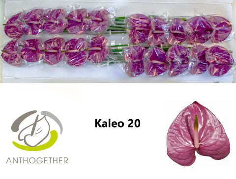 Anthurium Kaleo 9Ø